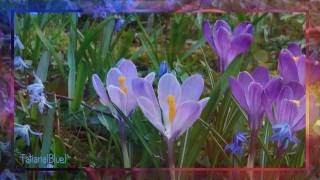 Henry Arland - Flowers Dance (Love Dance)