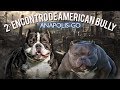 2º ENCOTRO DE AMERICAN BULLY EM ANÁPOLIS-GO | PARQUE JK