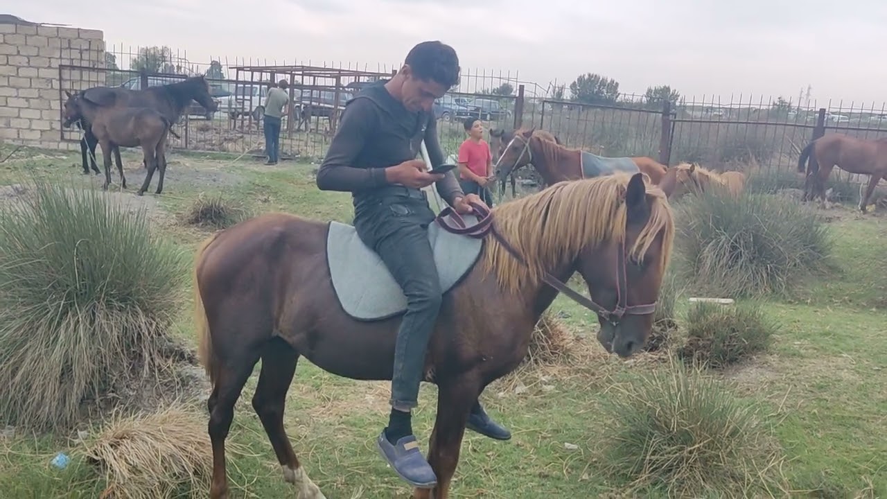 Berde at bazarl 08.09.050.571.71.57