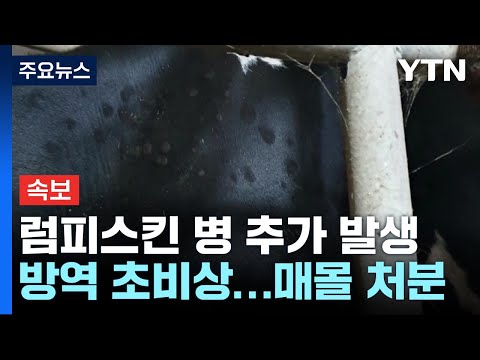 럼피스킨병 경기·충남 무더기 추가 발생...10곳으로 늘어나 / YTN