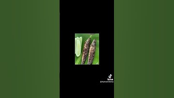 Hướng dẫn thuần cá lóc vẫy rồng đơn giản dễ nhất cho người mới chơi