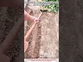 Soil Leveling — best raking replaced by this innovative hoe