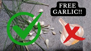 How to Forage for Wild Garlic (Easy Identification)