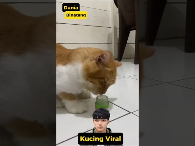 ANEH, KOK KUCINGNYA GINI