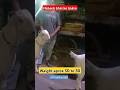 White jodi | Meerpur Cantt | Rates on call | #kanpur | #ytshorts | #shorts
