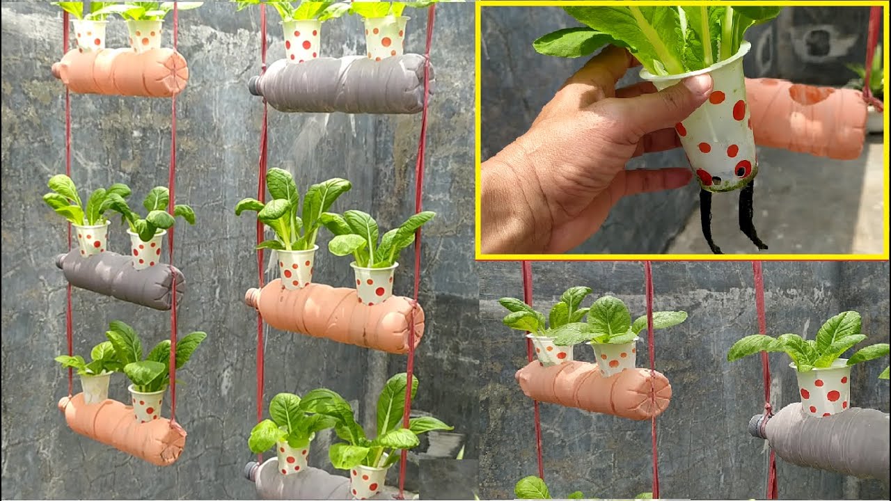 Hydroponic Waste plastic bottles to grow vegetables vertically