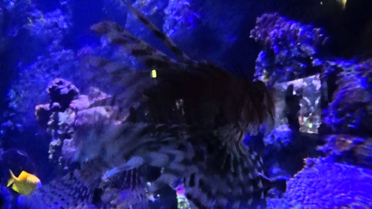 Lido di Jesolo Sea Life