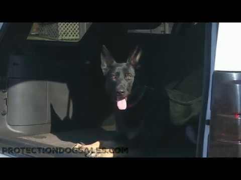 puppy paradise Amazing German Shepherd 