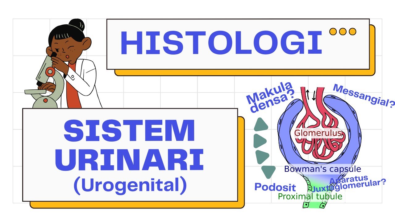 Histologi Urogenital Anti Ribet! (Nefron, Ureter, Bladder, Urethra) | Urogenital 101