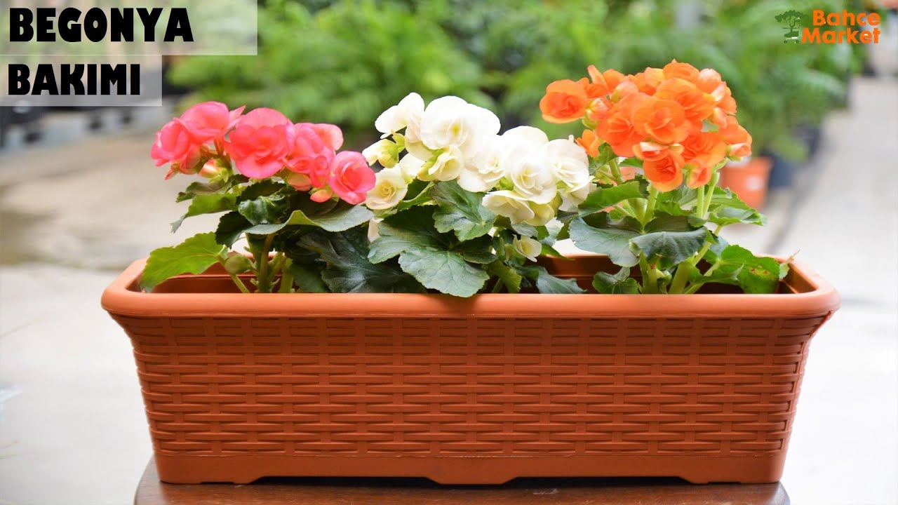 Uzmanından Begonya Çiçeğinin Bakımı // İBBI BAHÇE  MARKET BEGONYA ÇİÇEĞİ BAKIMI