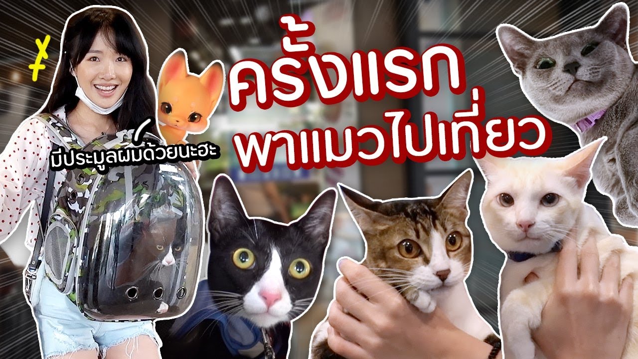 พาแมวเที่ยวยกบ้าน! ทุ่มเงินกี่หมื่นประมูลน้องดี?