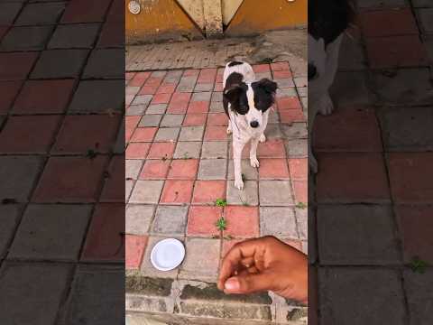 „Hunger Hurts. Kindness Heals. ❤️🐶“@streethealearsomu