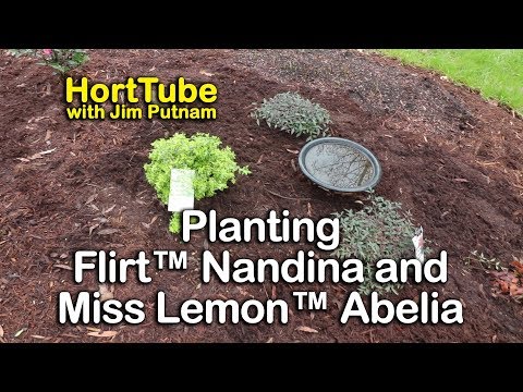 วีดีโอ: Abelia 'Miss Lemon' – วิธีการดูแล Miss Lemon Abelia Hybrid