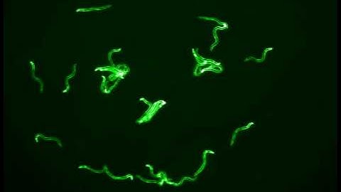 C. elegans knows you