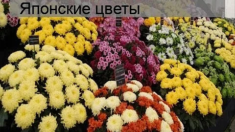 Японские цветы