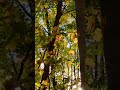 Pretty day in the forest