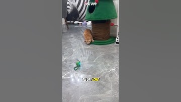 Automatisch rollend kattenspeelgoed – Houd uw kat actief en blij. #cattoys #cat