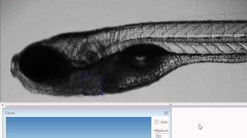 Zebrafish cardio vascular evaluation / HeartBeat & blood flow - MicroZebraLab