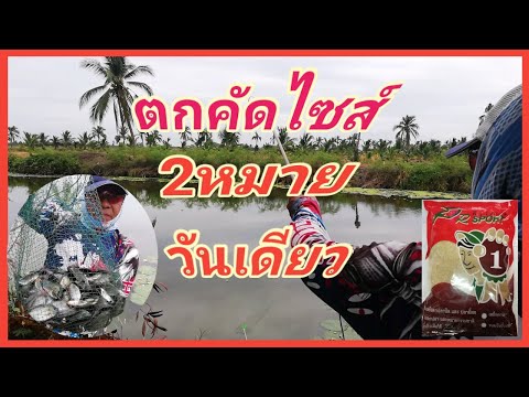 ตกปลาหมอสีคางดำในคลองโรงเข้ กับ 3D FISHING EP::115