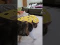 요랫다 저랫다 ~~~~