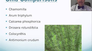 Cina maritima Tip Video