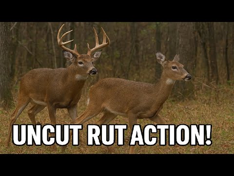 Raw Whitetail Rut Footage | Watch Natural Deer Behavior in the Woods ...
