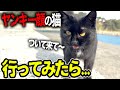 【釣り】ヤンキー猫が「ついて来て」と言うので行ってみたら、天才ねこだった!!!! 【穴釣り】