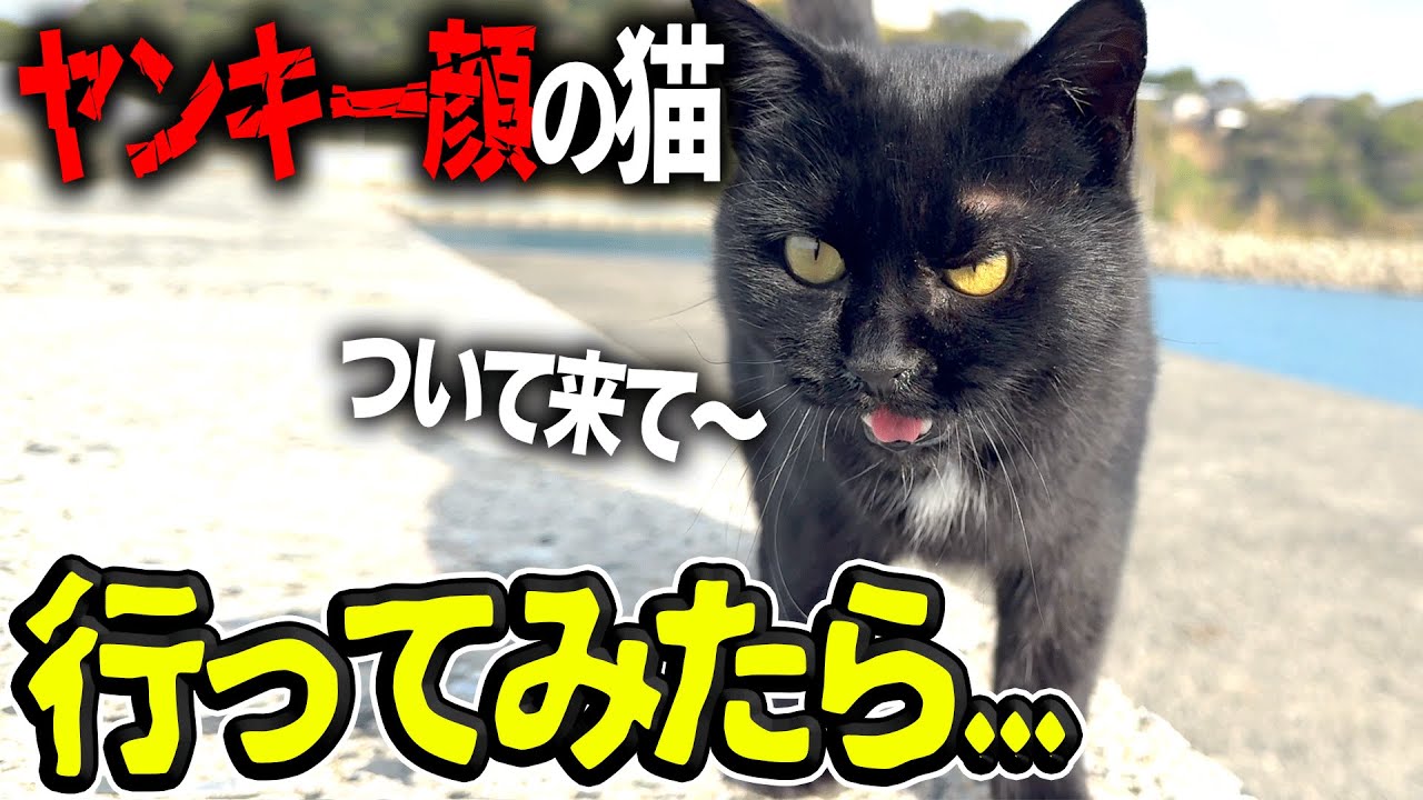 黒猫 maxresdefault.jpg