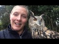 European Eagle Owl on a walk!