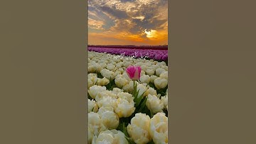 قرآن كريم #راحة_للقلب #قران #دعاء_مستجاب #فلسطين #ايات_قرانيه_قصيره #دعاء #غزة #آيات #غزة_تباد