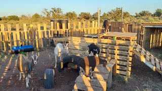 DIY goat pen made from pallets