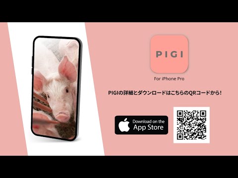 PIGI（ピギ）｜iPhone Proでブタの体重が測れる｜養豚用 体重測定AIカメラ_HOW TO｜コーンテック