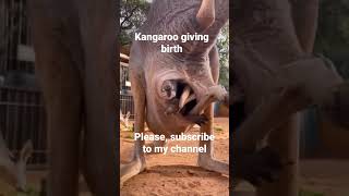 Celebrity kangaroo giving birth. #shortsfeed #kangaroo Wealth