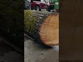 touchdown log has arrived on-site, the chainsaws are ready to get roaring this season