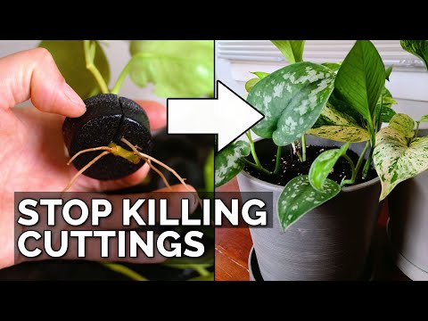 How To Transplant Water-Rooted Cuttings Without Killing Them