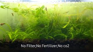 Nano Aquarium Not Cared for 2.5 months Update-NO filter,NO CO2,NO Ferts,No Maintenance