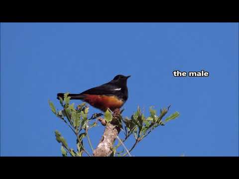 Mocking Cliff Chat male displaying for the female
