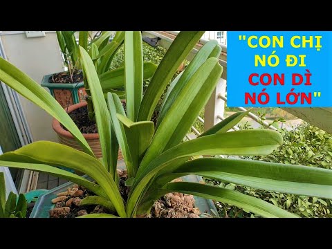 ✅LAN.102-Những cây Lan Kiếm Phan Trí tiềm năng năm 2021/Lan kiếm Đột biến Phan Trí/Nhật ký Trồng Lan