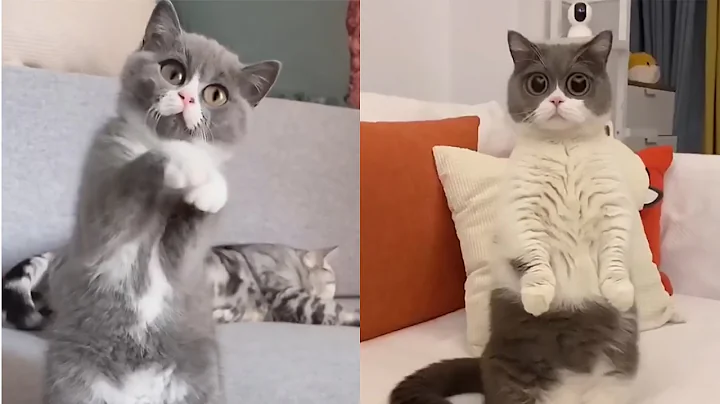 Watch the video about What your Pet does every day in your home? Funny Cat Video 2022 Part3