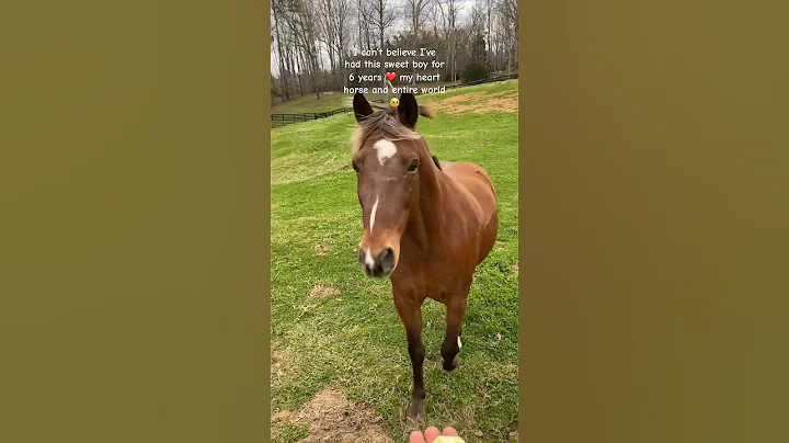 if I could only have one horse for the rest of my life, it would be him💕 #horse #equestrian #pony