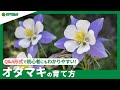 ☘199：【Q&A】オダマキの育て方｜越冬の方法は？水やりや肥料などの管理方法もご紹介