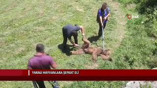 Yaralı hayvanlara şefkat eli