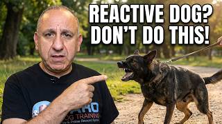 Reactive Dog? Here's What Experts Get Wrong