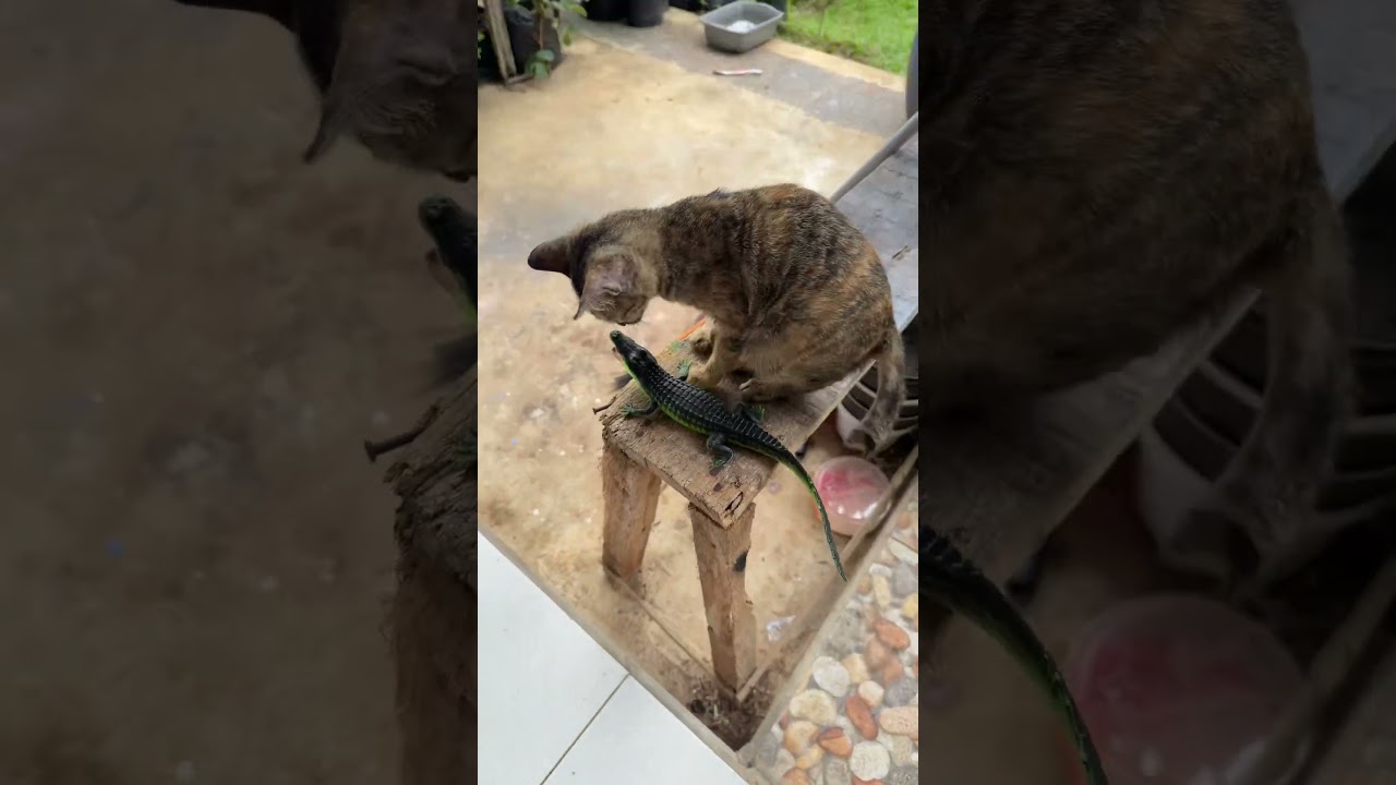 Screaming Budgett's Frog