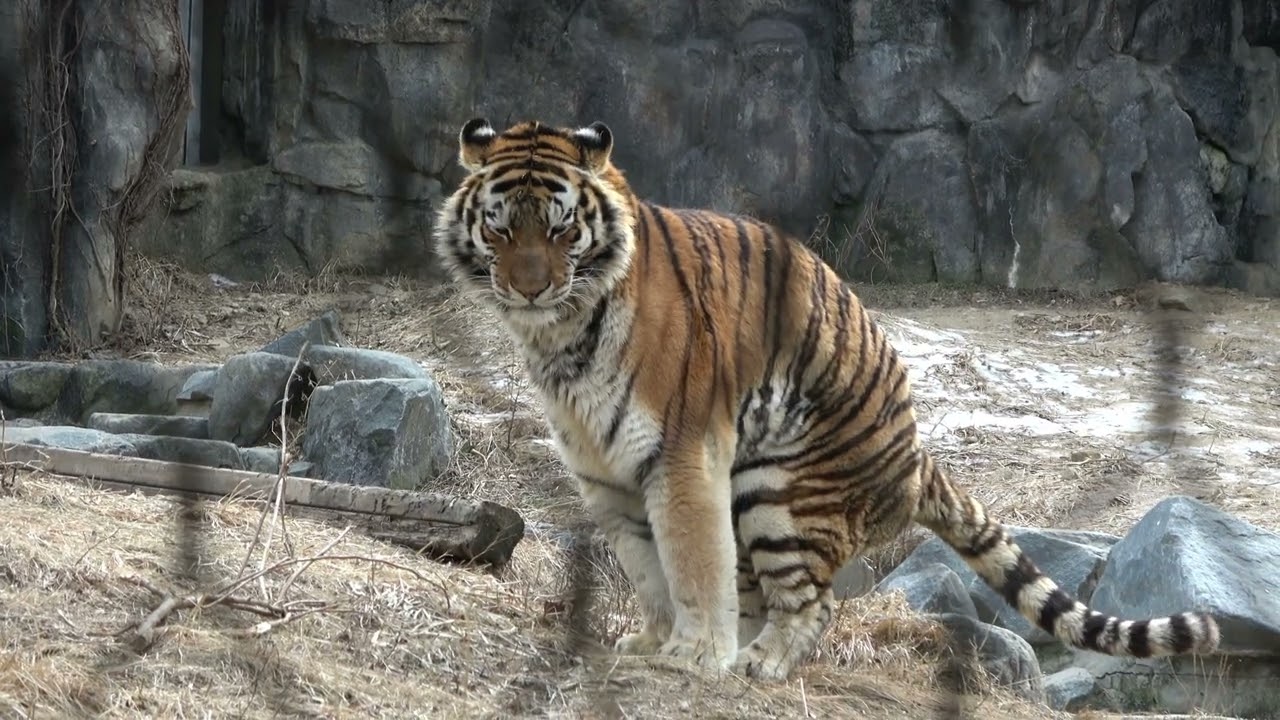 Full Sequence of Siberian Tiger Marking Territory