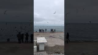 Seagull Apocalypse