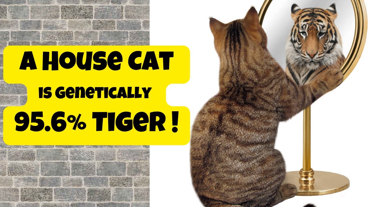 A House Cat The Little Tiger Inside A House Cat Is Genetically 95 6 a-house-cat-the-little-tiger-inside-a-house-cat-is-genetically-95-6
