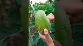 mango 🥭 cutting #fruit #alpukatmentega #satisfying #mango