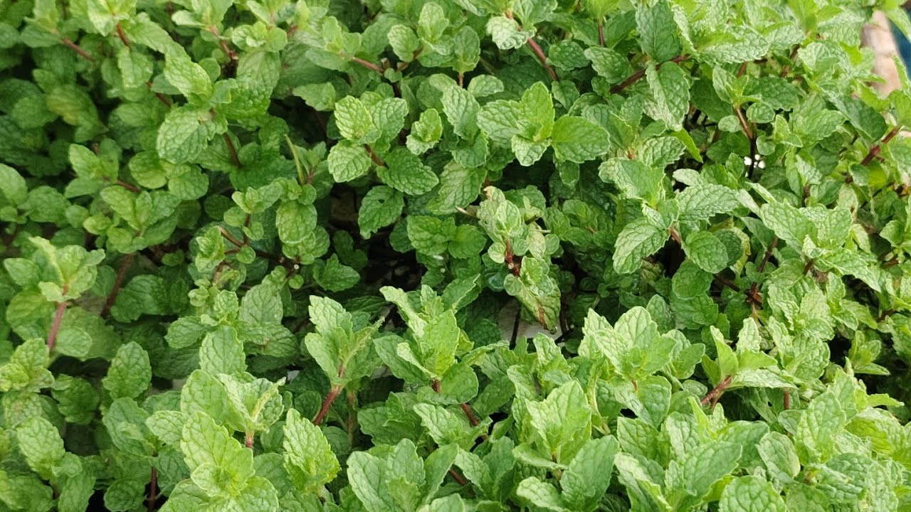 แค่สามกล่อง สวยทุกต้นเลย ปลูกง่ายๆ