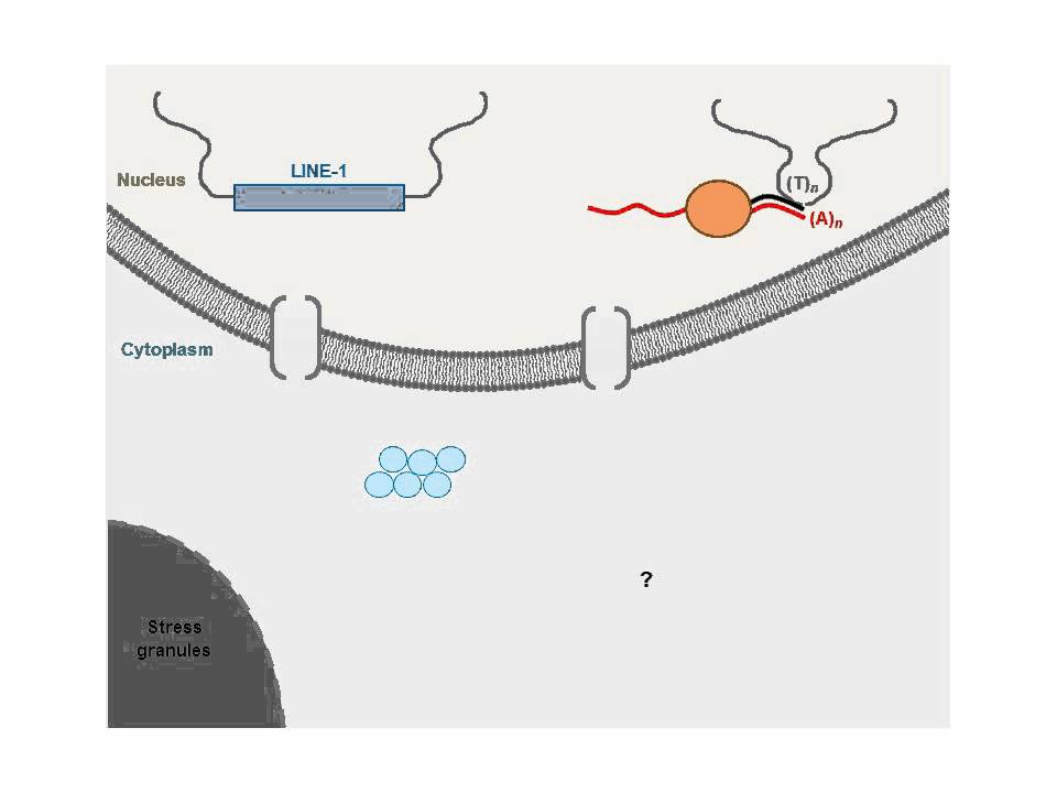 Deep Recombination: RNA and ssDNA Virus Genes in DNA Virus and Host Genomes: Video 2